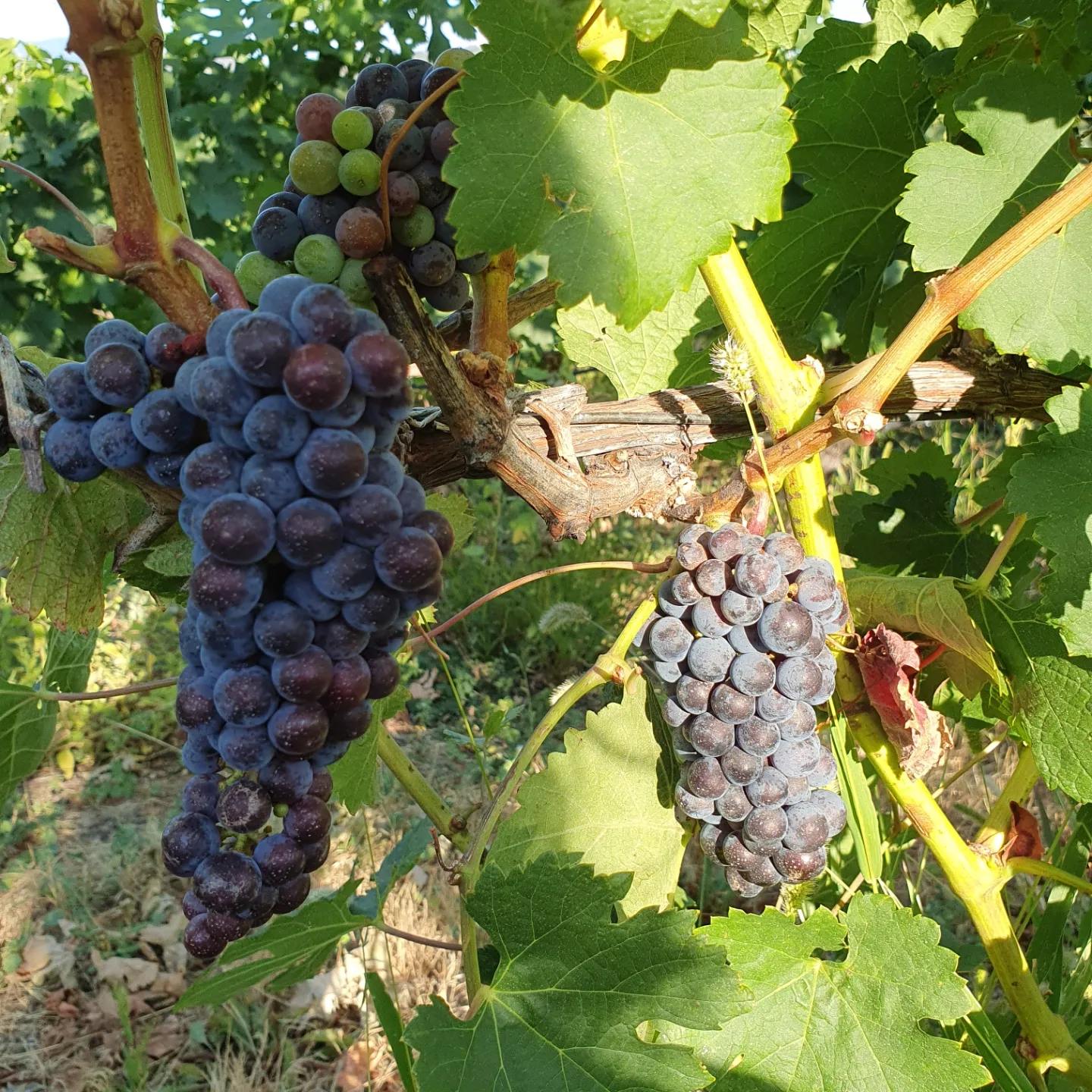 IMG_20230810_180535_166