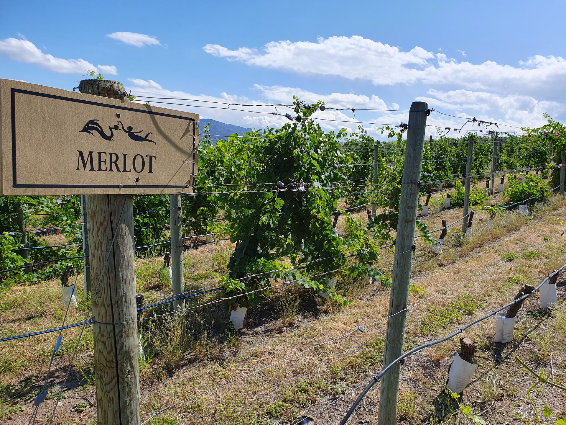 Italian Merlot clone