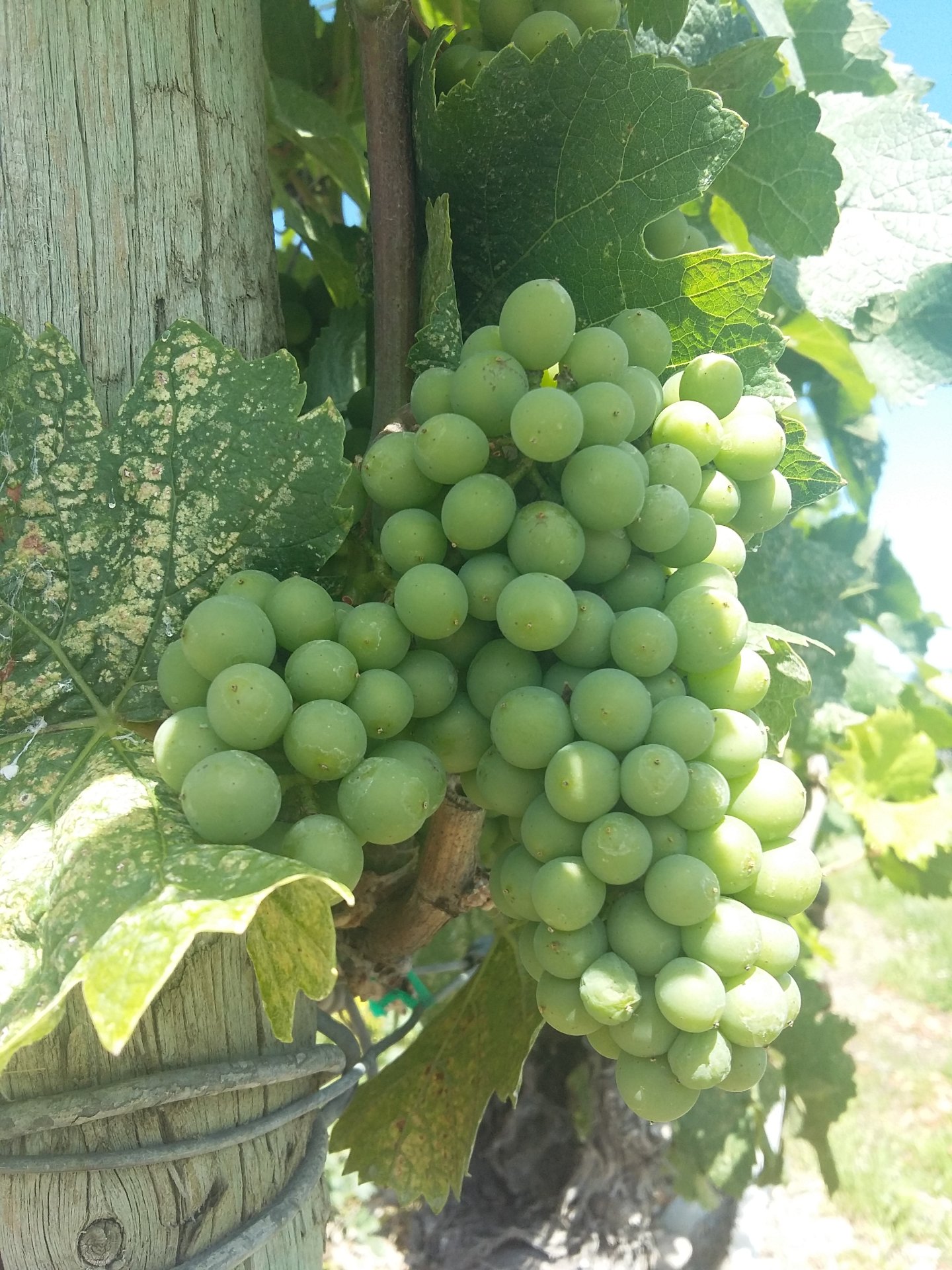 20170724_123021